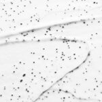 Slika proizvoda FILORGA Skin-prep enzimatska piling krema 75ml iz online apoteke Moja Farmacija - BIH